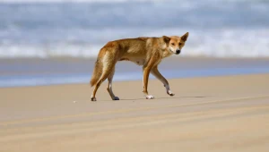 Psy dingo rzadko atakują ludzi