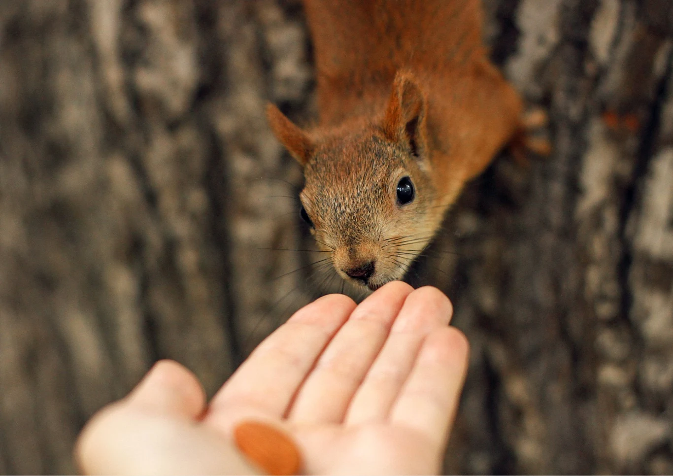 Jak je dokarmiać i czy warto zapraszać je bliżej domu? Fot. anastasiapash/123RF.com