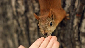Jak je dokarmiać i czy warto zapraszać je bliżej domu? Fot. anastasiapash/123RF.com