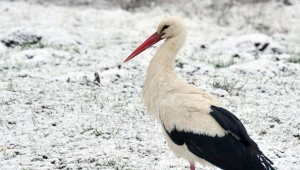 Jakie zwierzę zastąpi bociana białego? Każdy może zdecydować