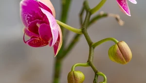 Wypróbuj sztuczkę z jabłkiem na kwitnienie storczyka.