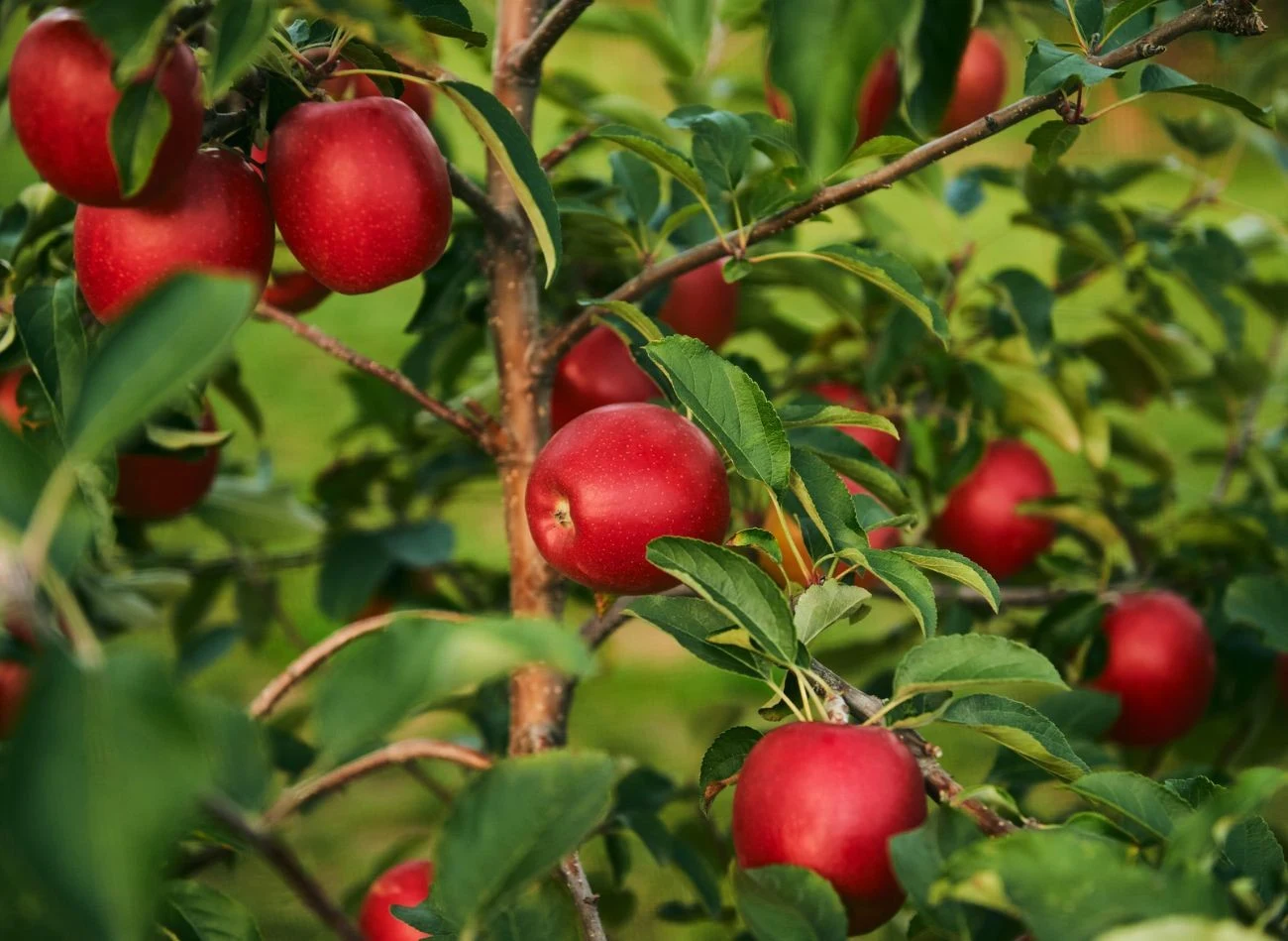 Właściwie przeprowadzone cięcie późną zimą korzystnie wpływa na wielkość i jakość przyszłych plonów