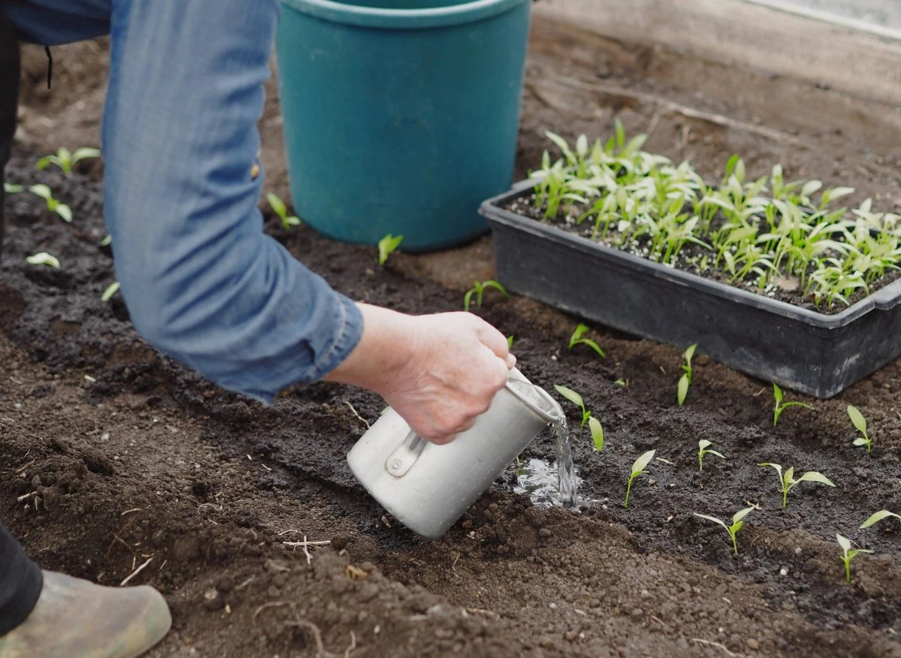 Paprykę do ogrzewanej szklarni można przesadzać już w połowie kwietnia.