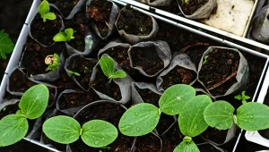 Nasiona F1 najczęściej wybierane są przy uprawie ogórków i pomidorów.