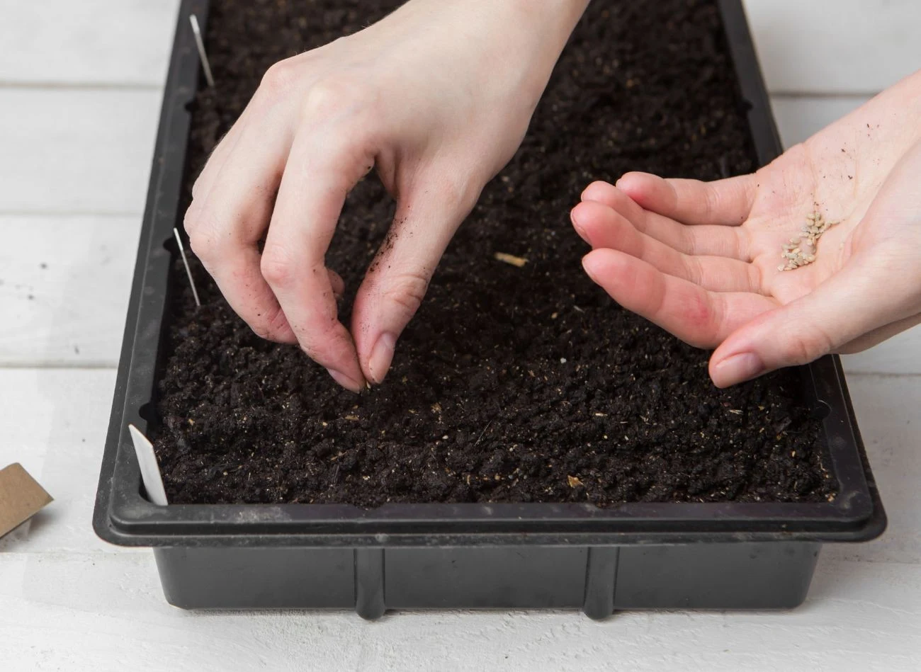 Nasiona F1 nie są wynikiem modyfikacji genetycznej, tylko starannej selekcji gatunków.