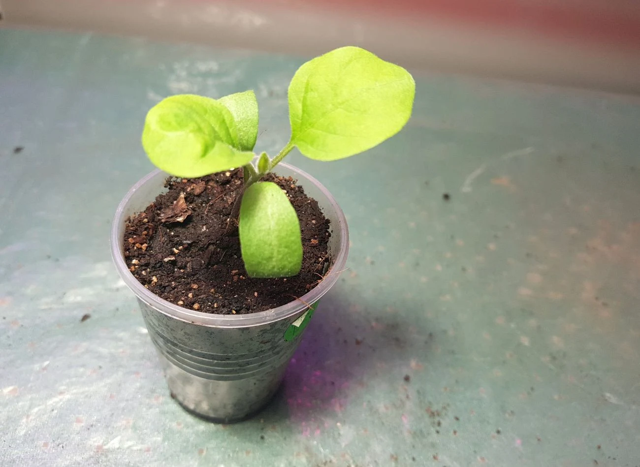 Doniczki z rozsadą bakłażana najlepiej postawić na parapecie, gdzie będą miały dostęp do światła dziennego.