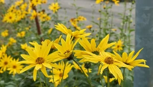 Topinambur ma wiele zalet, ale jest bardzo ekspansywny. Warto się zastanowić, zanim posadzimy go w ogrodzie.