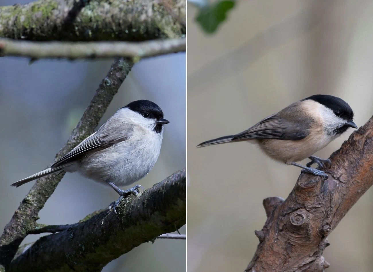 Porównanie sikory ubogiej (po lewej stronie) i czarnogłówki (po prawej stronie)