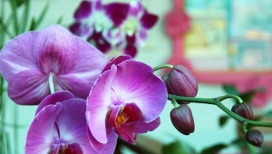 Storczyk nie chce kwitnąć? Warto wypróbować tę domową odżywkę.