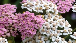 Krwawnik pospolity to rodzima bylina o małych wymaganiach i dużej odporności.