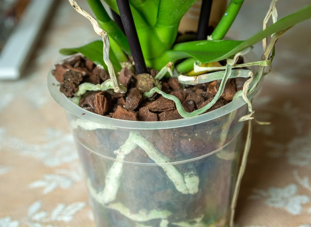 Z biegiem czasu podłoże storczyka staje się zbyt zbite i utrudnia dostęp tlenu do korzeni. W takich warunkach roślina nie wytworzy pędu kwiatowego.