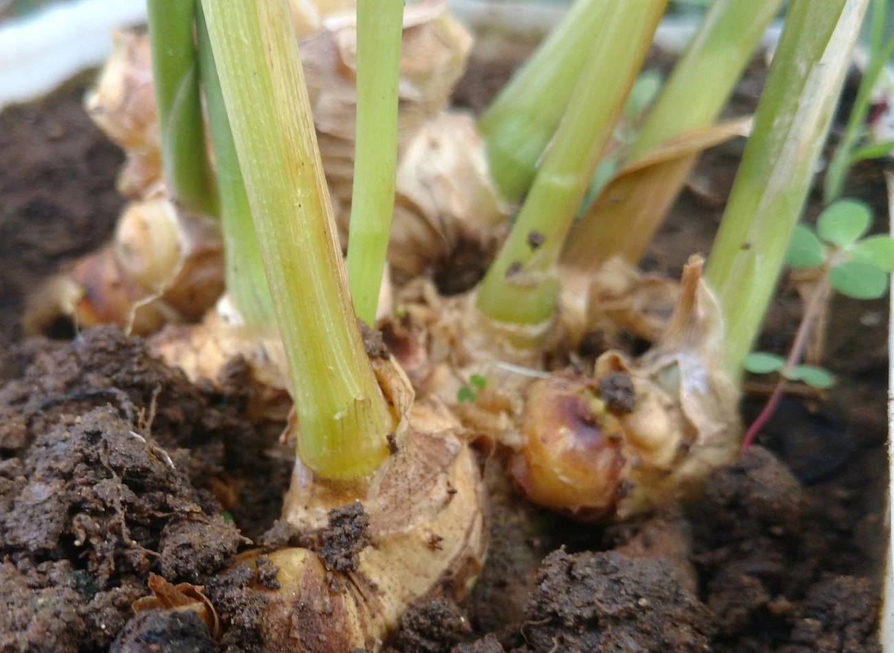 Po kilku miesiącach od posadzenia z mięsistego kłącza wyrastają wysokie na pseudołodygi