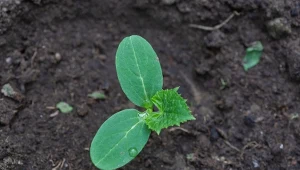 Jak wykorzystać łupiny czosnku w ogrodzie? W sezonie przydadzą się m.in. do ogórków.