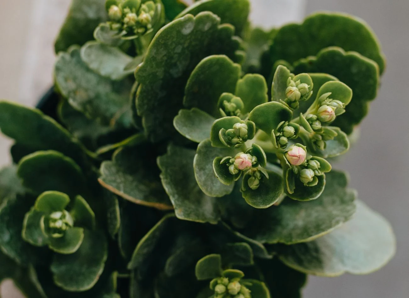 Kalanchoe Blossfelda to najpopularniejsza żyworódka i najczęściej uprawiana w domach żyworódka.