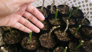 Rozmnażanie hortensji z pędów zdrewniałych to szybki i skuteczny sposób na uzyskanie nowych roślin.