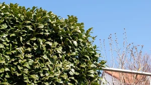 Które odmiany laurowiśni są najlepsze do sadzenia na żywopłot?