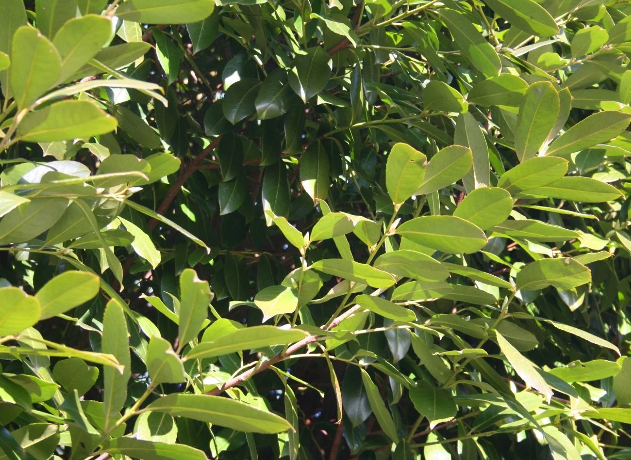 Sadzenie laurowiśni na żywopłot wymaga trochę planowania, ale przy dobrym przygotowaniu może przebiec bardzo sprawnie. Fot. saratm/cnavaPro