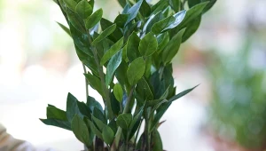 Zamiokulkas musi mieć zapewnione dobre warunki, aby wypuścił kwiat.