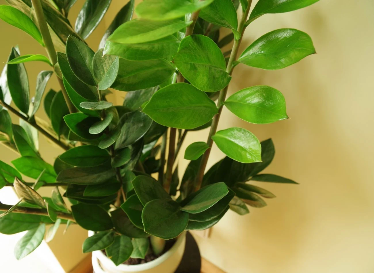 Kwiaty zamiokulkasa są niepozorne i są zebrane w kwiatostan o kształcie kolby.