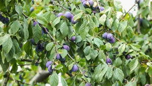 Drzewa owocowe, w tym śliwa źle reagują na bliską obecność orzecha włoskiego.