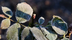 Róże źle znoszą wysoki mróz, więc trzeba je przed nim ochronić.