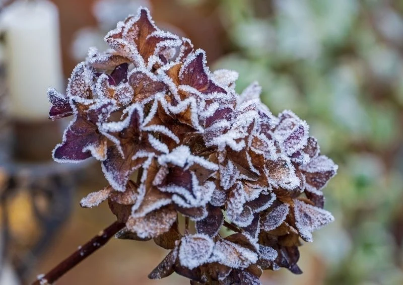 Hortensje są wrażliwe na mróz i trzeba je zimą okrywać.
