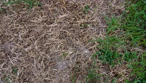 Jak zapobiegać i zwalczać pleśń śniegową na trawniku?