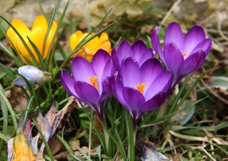 Krokusy zawsze zwiastują wiosnę i wyglądają obłędnie w ogrodzie.