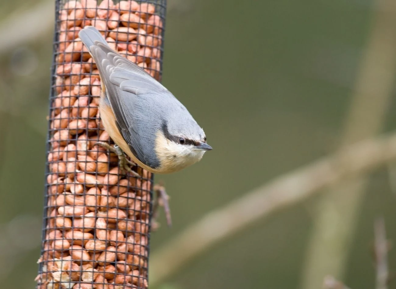 Kowaliki można dokarmiać m.in. orzechami i nasionami słonecznika.