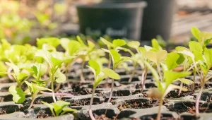 Kiedy można wysiać warzywa w szklarni?