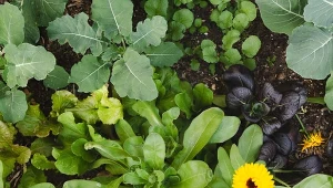 Posadzisz je w ogrodzie, a szkodniki będą się trzymać z daleka.