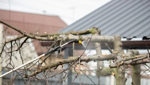 Czym pryskać drzewa i krzewy owocowe zimą?