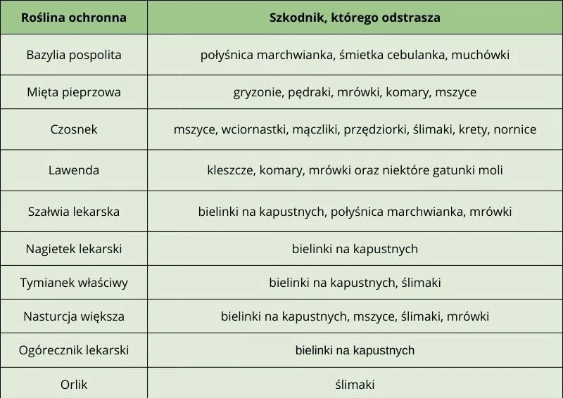 Zestawienie przykładowych roślin, które odstraszają szkodniki w ogrodzie. Wyk. Izabela Weśniuk