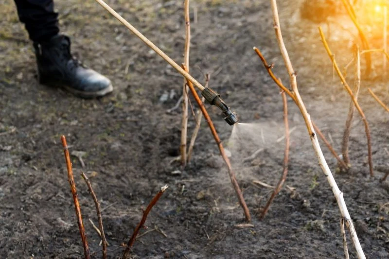 Późna zima to dobry czas na pierwsze opryski, które mają ograniczyć szkodniki w ogrodzie