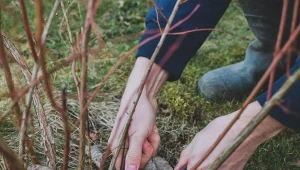 Najlepsze okno czasowe do zimowego cięcia borówki amerykańskiej przypada od końca lutego do połowy marca.