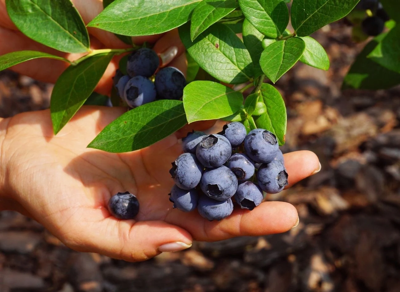 Właściwie cięcie borówki w odpowiednim czasie to gwarancja dużych, zdrowych owoców.