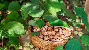 Leszczynę można przycinać w dwóch terminach, dzięki temu zabiegowi będzie miała więcej orzechów.