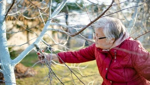 Podpowiadamy, jakie rośliny warto przyciąć, póki zima trwa.