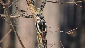 Dzięcioły nie lubią karmników, lepiej zostawić im smakołyki obok lub powiesić na drzewie.
