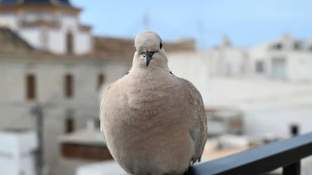 Jak pozbyć się gołębi z balkonu?
