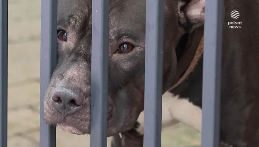 "Wydarzenia": Będą kontrole schronisk dla zwierząt