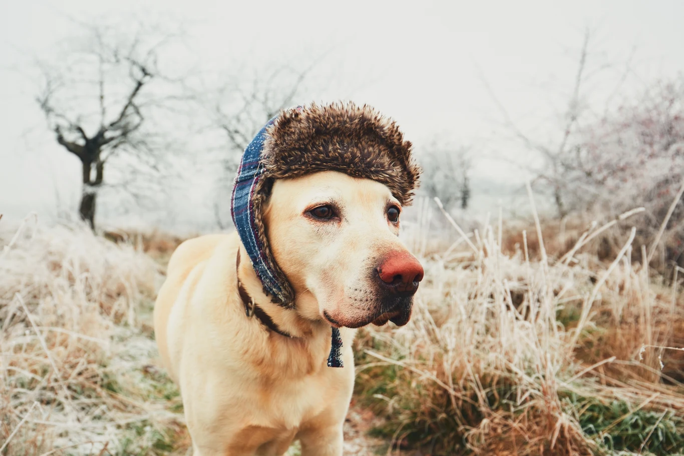 Pies rasy labrador w ciepłej czapce zimowej pośród zmrożonej trawy i drzew, wyraźnie skoncentrowany na czymś poza kadrem.
