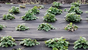 Miłośnicy ogrodów często popełniają ten błąd. Tkanina trafia do złego kosza