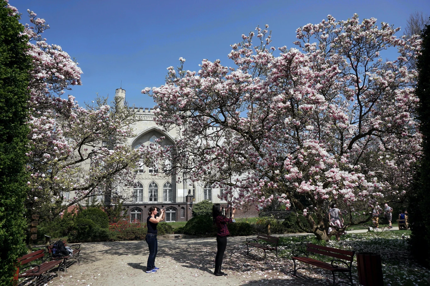 Kwitnące magnolie z różowymi kwiatami w parku, monumentalny neogotycki budynek z wieżyczką w tle, dwie osoby robią sobie nawzajem zdjęcia, ławki ustawione wzdłuż alejek.
