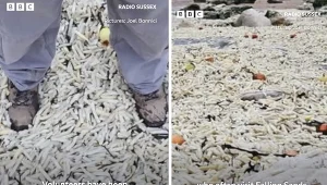 To nie AI. Angielska plaża pod warstwą frytek i cebuli