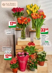 Ceny, które przyciągają –Dino