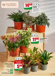 Ceny, które przyciągają –Dino