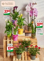 Ceny, które przyciągają –Dino