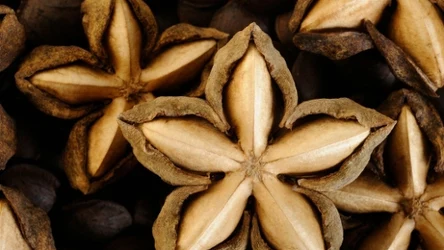 Z tej rośliny powstaje najzdrowszy olej na świecie. Ten superfood Inków ma ponad 3000 lat 