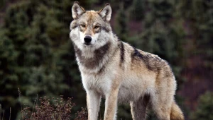 Eksperci alarmują, że udzielenie pomocy dzikim zwierzętom często jest bardzo utrudnione